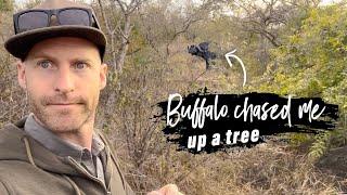 A Buffalo chased me up a tree - My life as a Backup Guide in South Africa