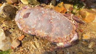 A giant spider crab appeared on the beach! A big crab harvest today!