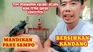 perawatan Kolibri kelapa agar gacor konsisten dan warnanya mengkilap / korlap gacor #kolibrikelapa