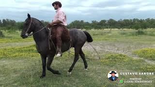 Caballo moro para manso gente con manejo - $2.600.000 - LOSEQUINOS.COM