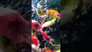 Secrets Revealed: Inside My Daily Hand Feeding Ritual with Koi Fish #japanesekoifish #koifish