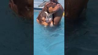 1st time In the pool for the most beautiful American bully in the  #americanbully #sfb #shorts