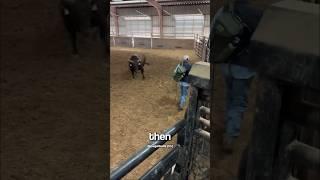 Man vs Bull (@pagebulls)