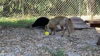 How bout a Fox Tales Florida Johnny Fox?