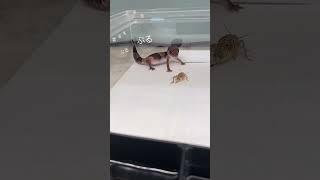 mealtime #animales #animals #pets #reptile #gecko #mascotas #fattailgecko #hemiteconyx #geckoleopard