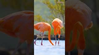 This Bird Eats UPSIDE DOWN | The Shocking Truth About Flamingos#animals #facts #shorts #viralvideo