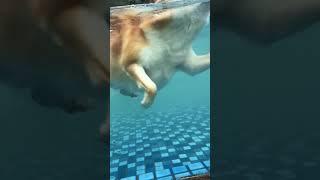 游泳的小狗~ | Swimming puppy ~ #寵物 #搞笑视频 #搞笑 #dog #狗狗 #shortvideo #shorts #柴犬 #可愛い#puppy #swimming