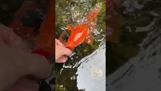 Feeding koi can be so fun #koi #fish #koipond #watergarden