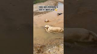 Did we Go Viral Yet? #dogswimming #goldenretriever #husky #pets #shorts #viralshort #dog #funny