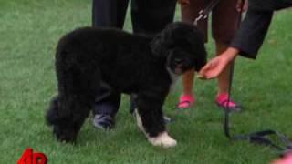 Raw Video: Obamas Unveil New 'First Dog' Bo