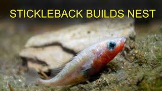 Stickleback Building Nest