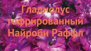 Гладиолус гофрированный Найроби Раффл  обзор: как сажать, луковицы гладиолуса Найроби Раффл