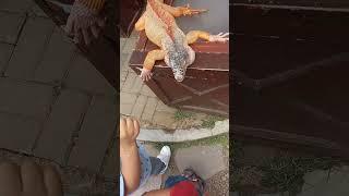 touching iguana smoothly  #loveanimals #animallover #thejourneyofalifetimetours #animals #iguana