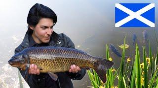 I found Wild CARP in SCOTLAND