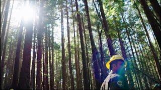 Government Alone Won't Save the Redwoods — It's Taking a Village to Raise This Forest