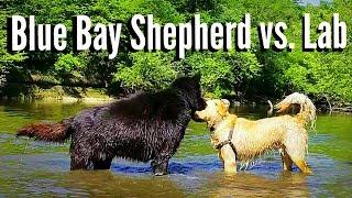 Blue Bay Shepherd vs. Labrador Retriever!!!