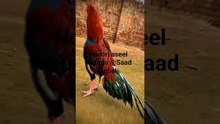 The Aseel fight murga and beautiful noori aseel murga only #shows#aseel#shorts#viral#youtube#aseel
