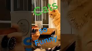 Cats so funny  very funny cats compilation#funnyanimals #cutecat #viral #youtubeshorts