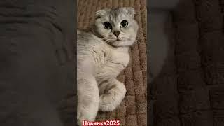 Мия #music #funny #comedy #novel #memes #remix #humor #fun #sketch