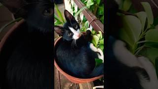 Kitty Oreo sleeping moments #shorts #cute #cat