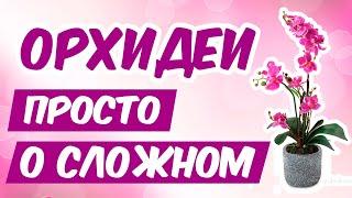 ВАМ ПОДАРИЛИ ОРХИДЕЮ?  - ЧТО ДЕЛАТЬ? Что МОЖНО а что НЕЛЬЗЯ? Орхидея после покупки, ч.1