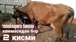 Хужаобод мол бозори 2 кисми 18 май 2019