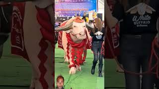 Muhammad Awais Khan #youtube #shortvideo #cow