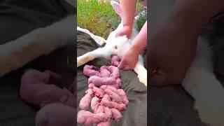 Rabbit growing Time - Super cute | Baby rabbit 1 to 20 days #pets