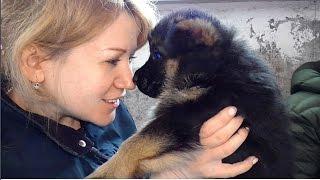 Покупка Щенка Немецкой овчарки. Как это происходит. The acquisition of a German Shepherd puppy.