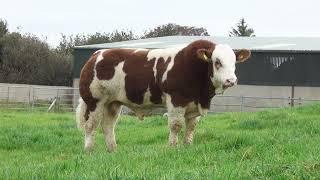 Simmental buqa (novvos) | Ko'rb baho bering | 2022