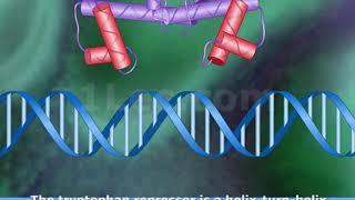 Tryptophan Repressor