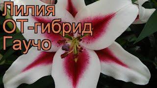 Лилия от-гибрид Гаучо (lilium ot-hybrid gaucho)  лилия Гаучо обзор: как сажать луковицы лилии Гаучо