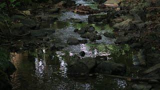 Geheimnisvoller Hohlweg im Extertal | Die Uffoburg - Exploring lost places