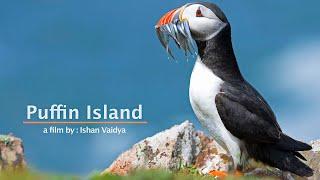 PUFFIN ISLAND