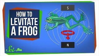 Diamagnetism: How to Levitate a Frog