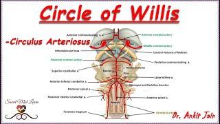 Circle of Willis /Anatomy / Simplified- Blood supply to brain / Circulus Arteriosus