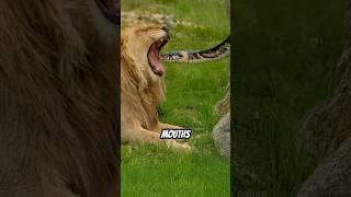 You Won’t Believe What Snakes Can Eat 