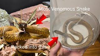 Packing up all of my venomous snakes!