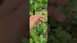 Bird eye chillies#its spicy#trendy #awesome #video #shorts#nature love