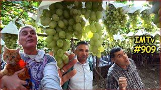 Life in Kishlak. 5 Tons of Grapes. Picnic with Fish on the Lake. Fergana Uzbekistan