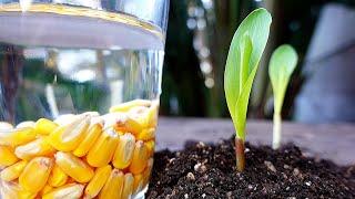 How to Grow Corn  at Home - Easy Way 