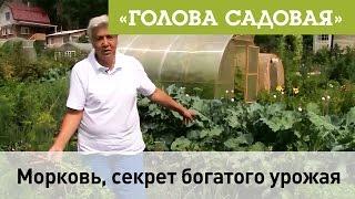 Голова садовая - Морковь, секрет богатого урожая