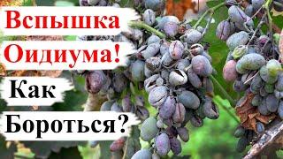 Вспышка ОИДИУМА на ВИНОГРАДЕ! Что ДЕЛАТЬ?