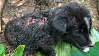 Amazing transformation of sick dog | rescue dog before and after 🫰