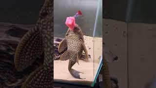 Pleco takes watermelon eating to a whole new level!  #pleco #aquarium