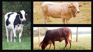 Cutest Cow Pictures Ever! - A Jungle Flicks Collection