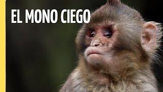 La Increíble Historia del Mono Ciego | Episodio Completo