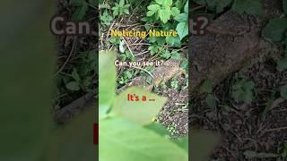 Noticing Nature. #nature #foodforest #garden