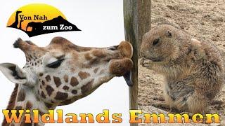 Wildlands Emmen Review - Ein Erlebnis für alle? - Von Nah zum Zoo