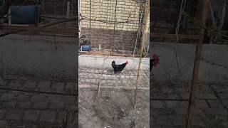 20 мая 2025 г.